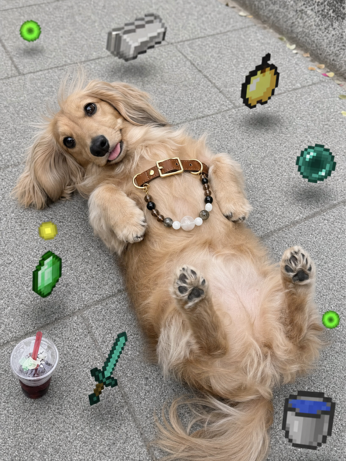 dachshund wearing crystal collar