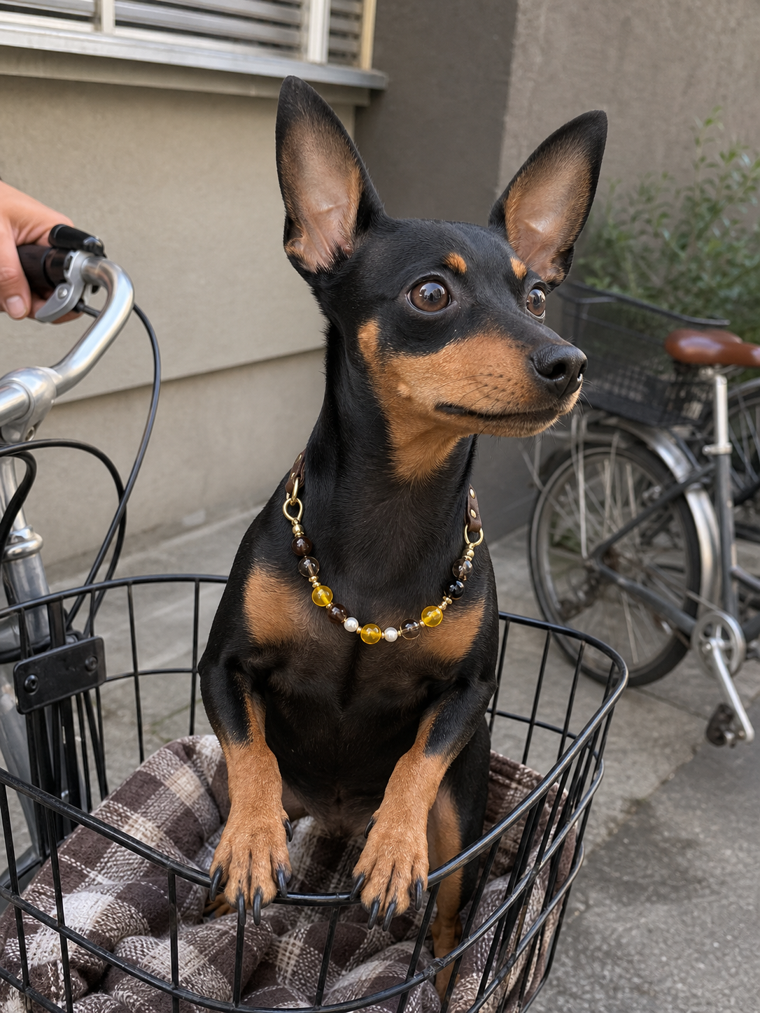 dog wearing PrismTail crystal collar outdoors