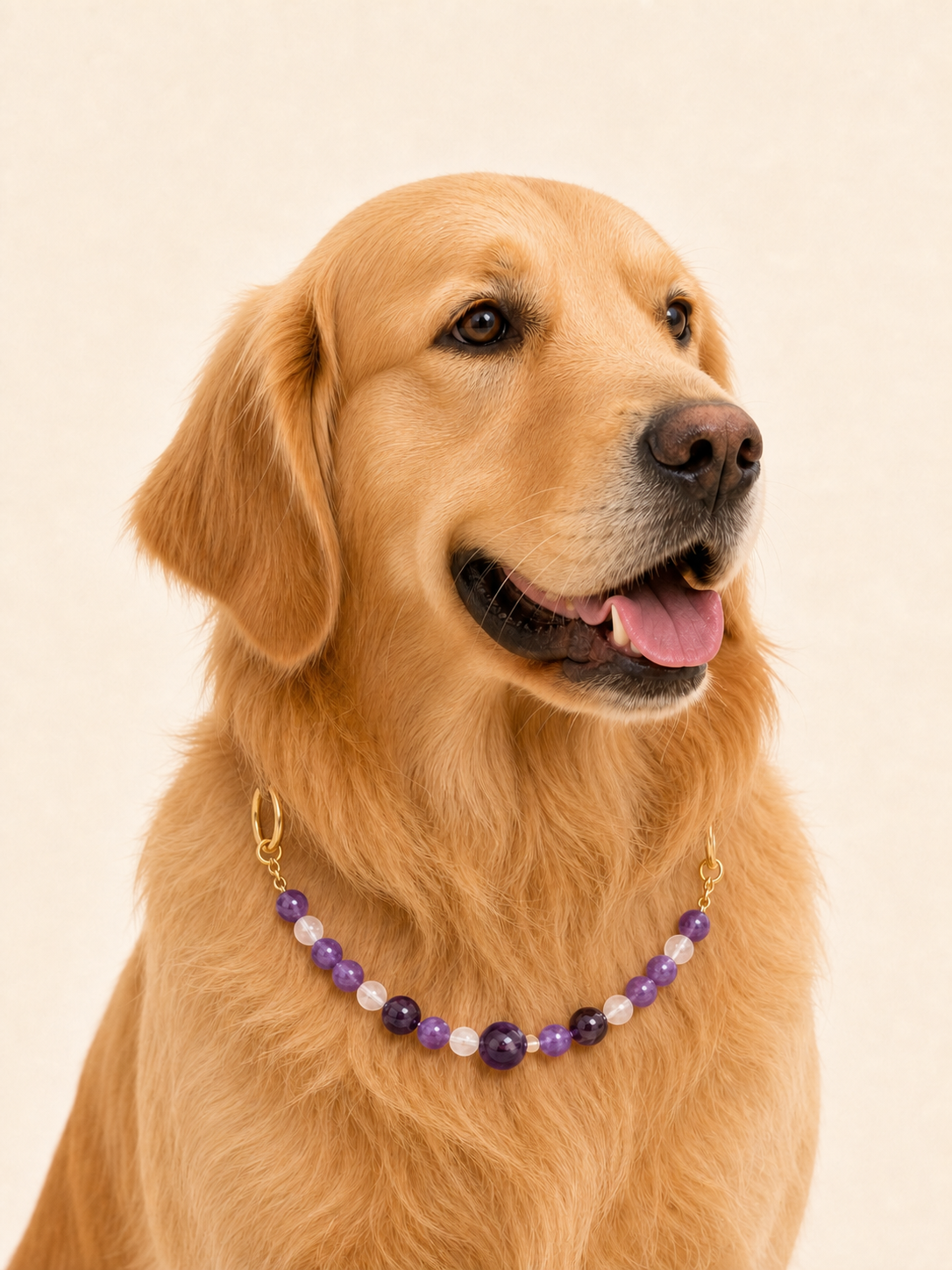 Golden retriever wearing PrismTail Amethyst crystal collar – natural purple stone dog jewelry