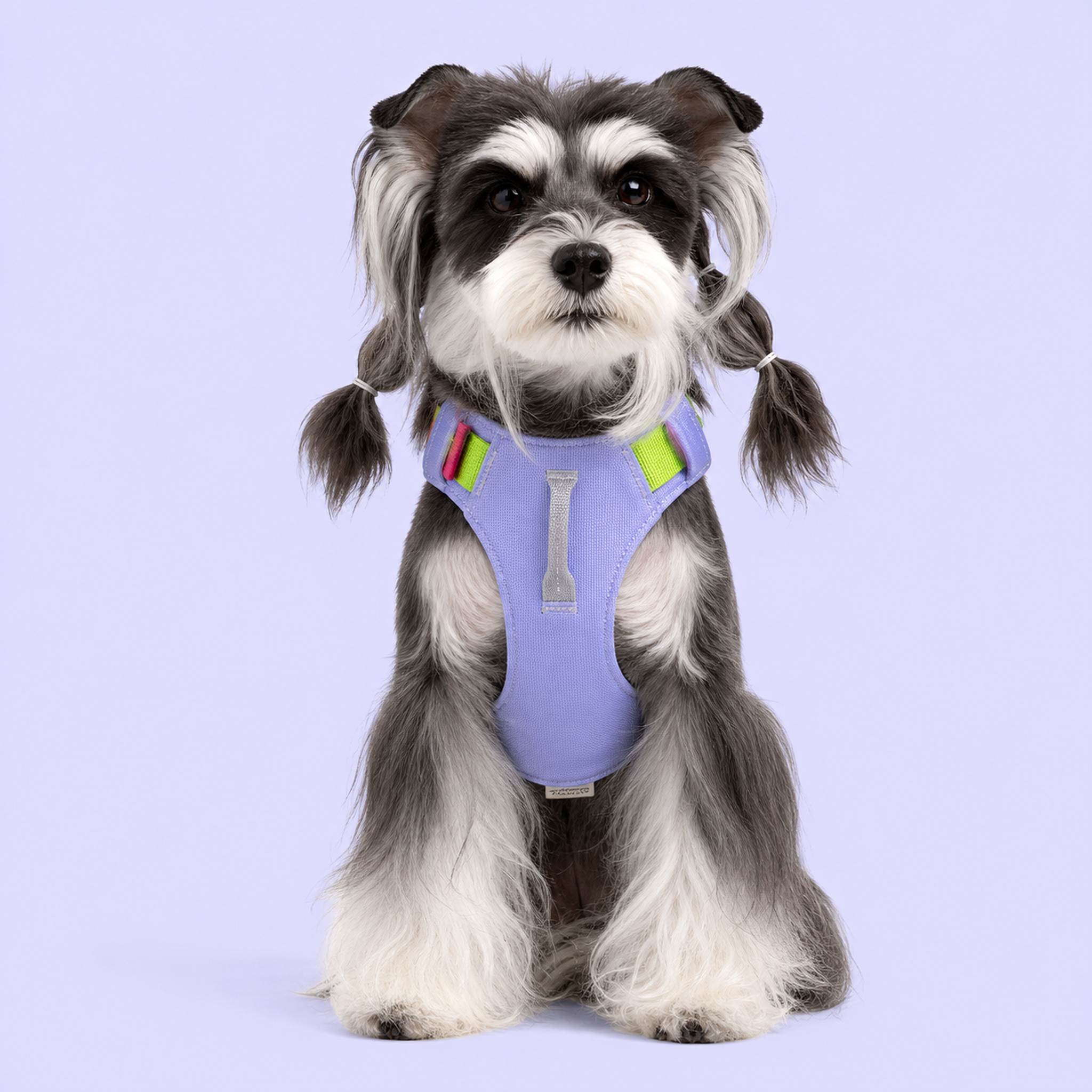 Dog wearing a lavender and green step-in harness, front view