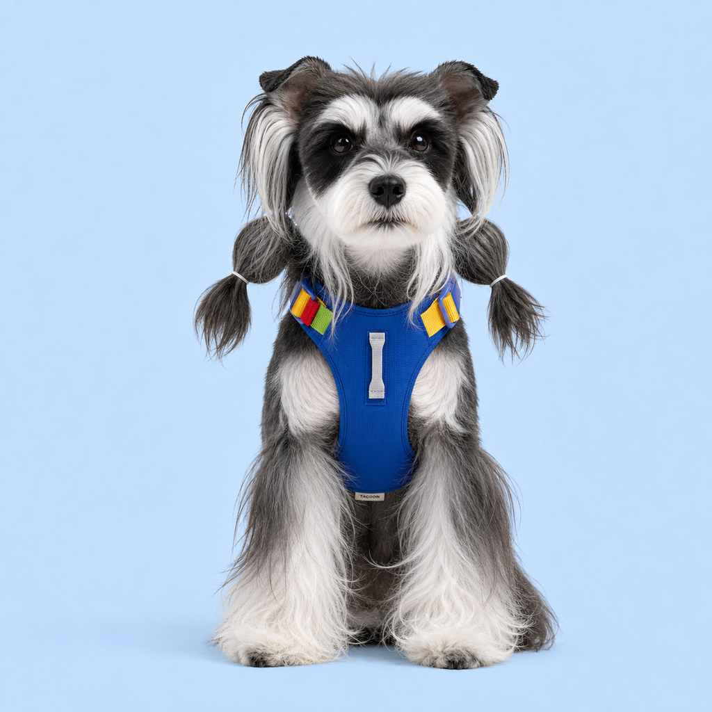 Dog wearing a navy and yellow step-in harness, front view