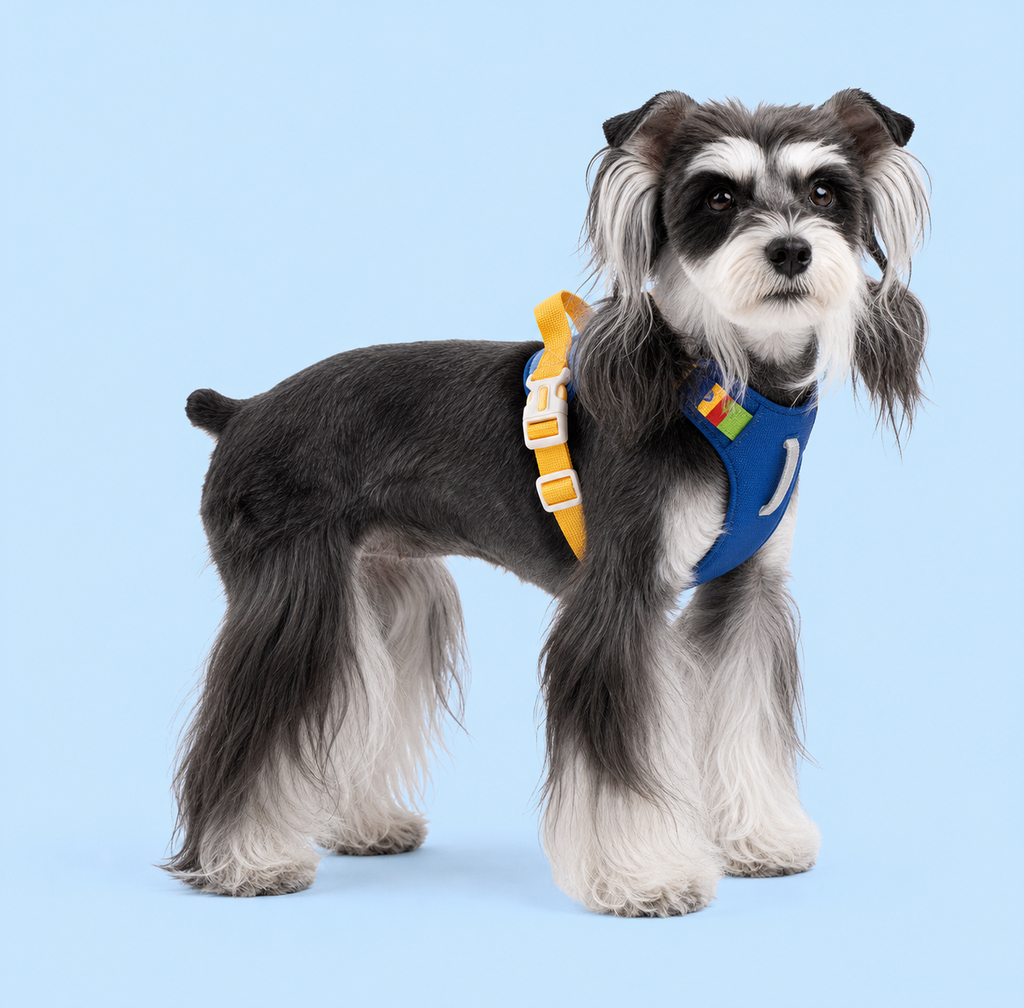 Dog wearing a navy and yellow step-in harness, side view