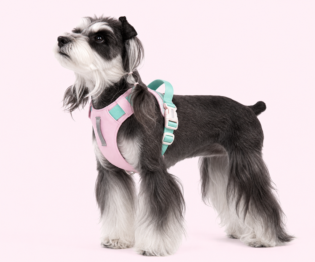 Dog wearing a pink and mint step-in harness, side view