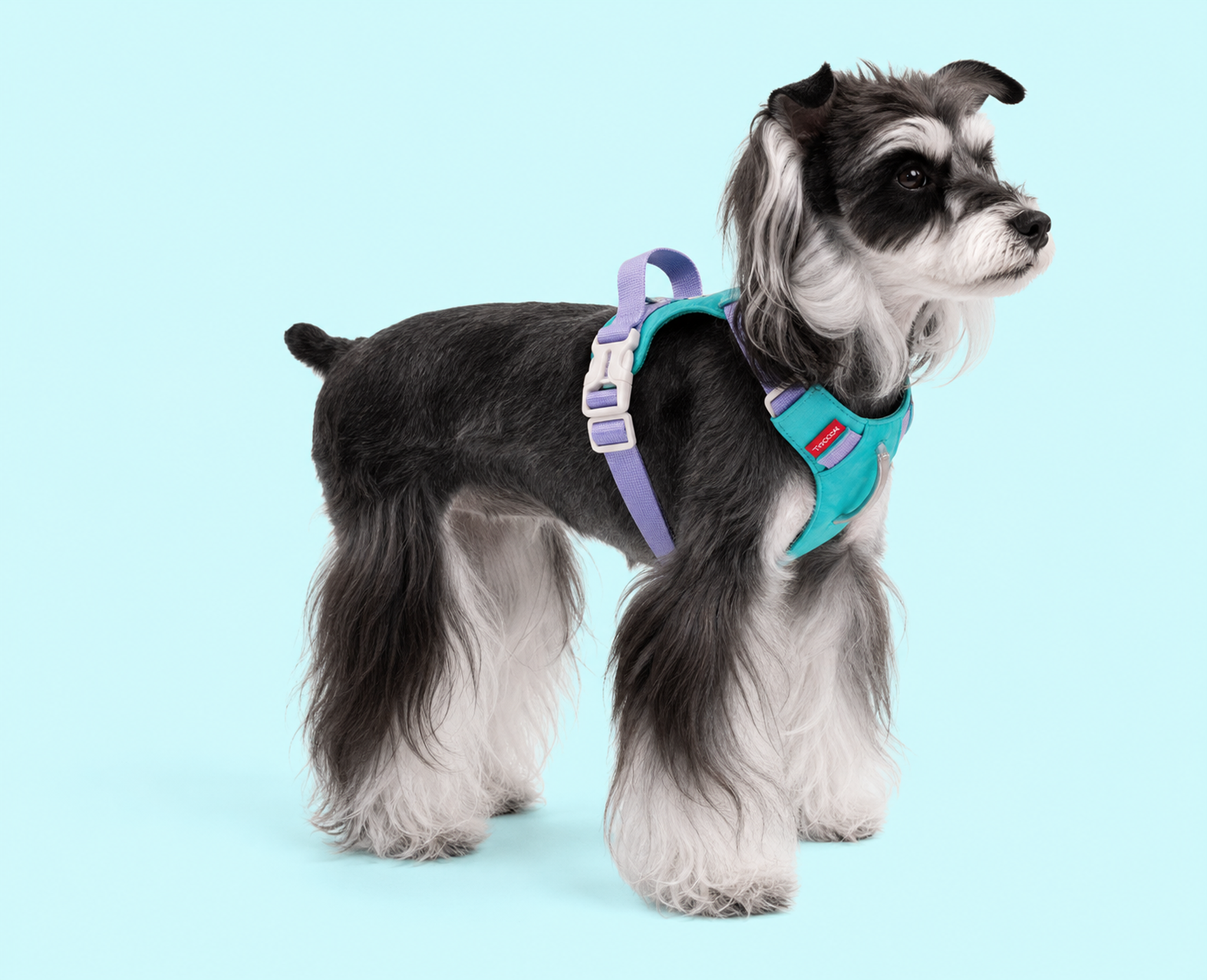 Dog wearing a teal and violet step-in harness, side view