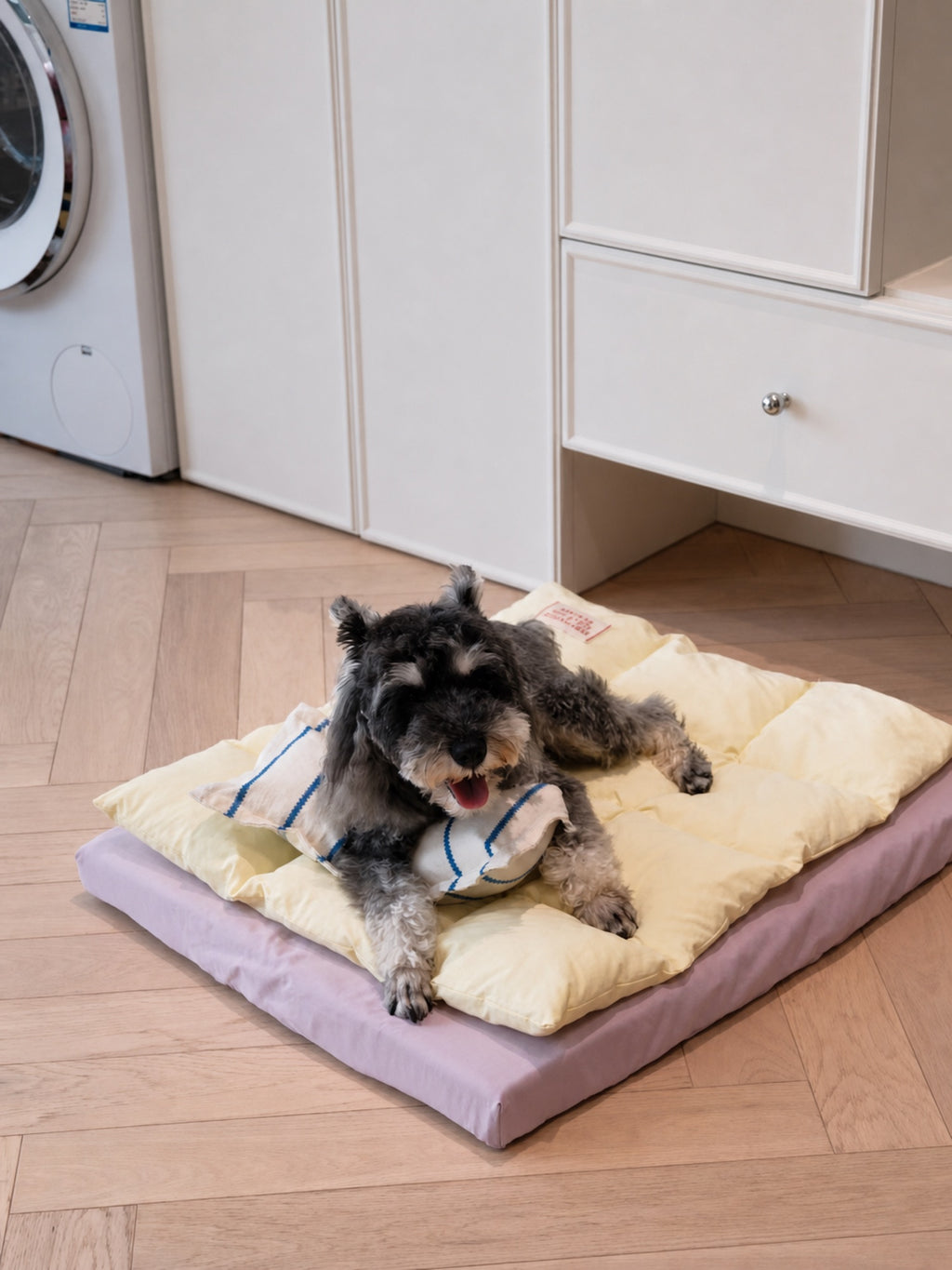 Schnauzer lying on PrismTail Drift Bed cloud pet bed in Lemon Taro yellow