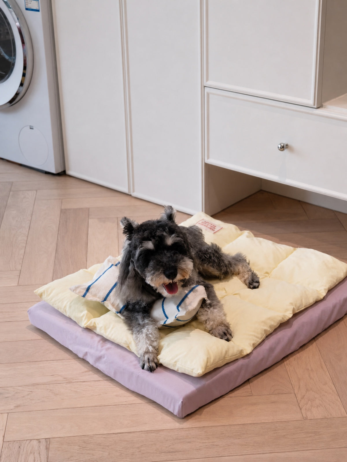 Schnauzer lying on PrismTail Drift Bed cloud pet bed in Lemon Taro yellow