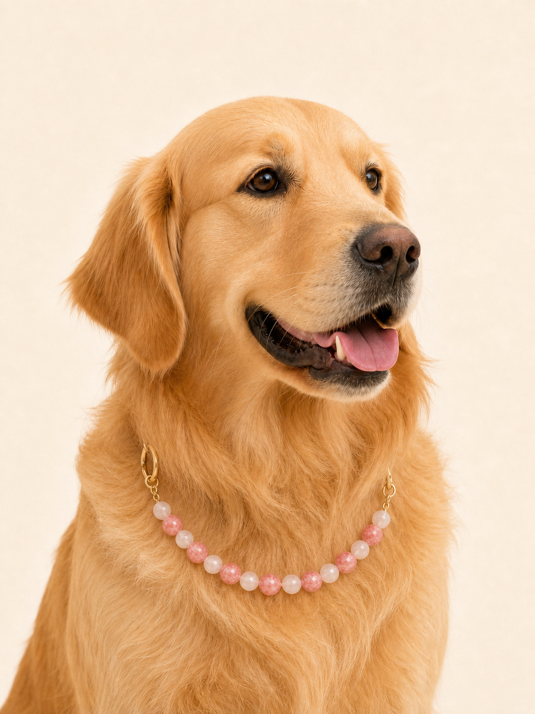 Golden retriever wearing PrismTail Rose Quartz crystal collar – natural stone dog jewelry