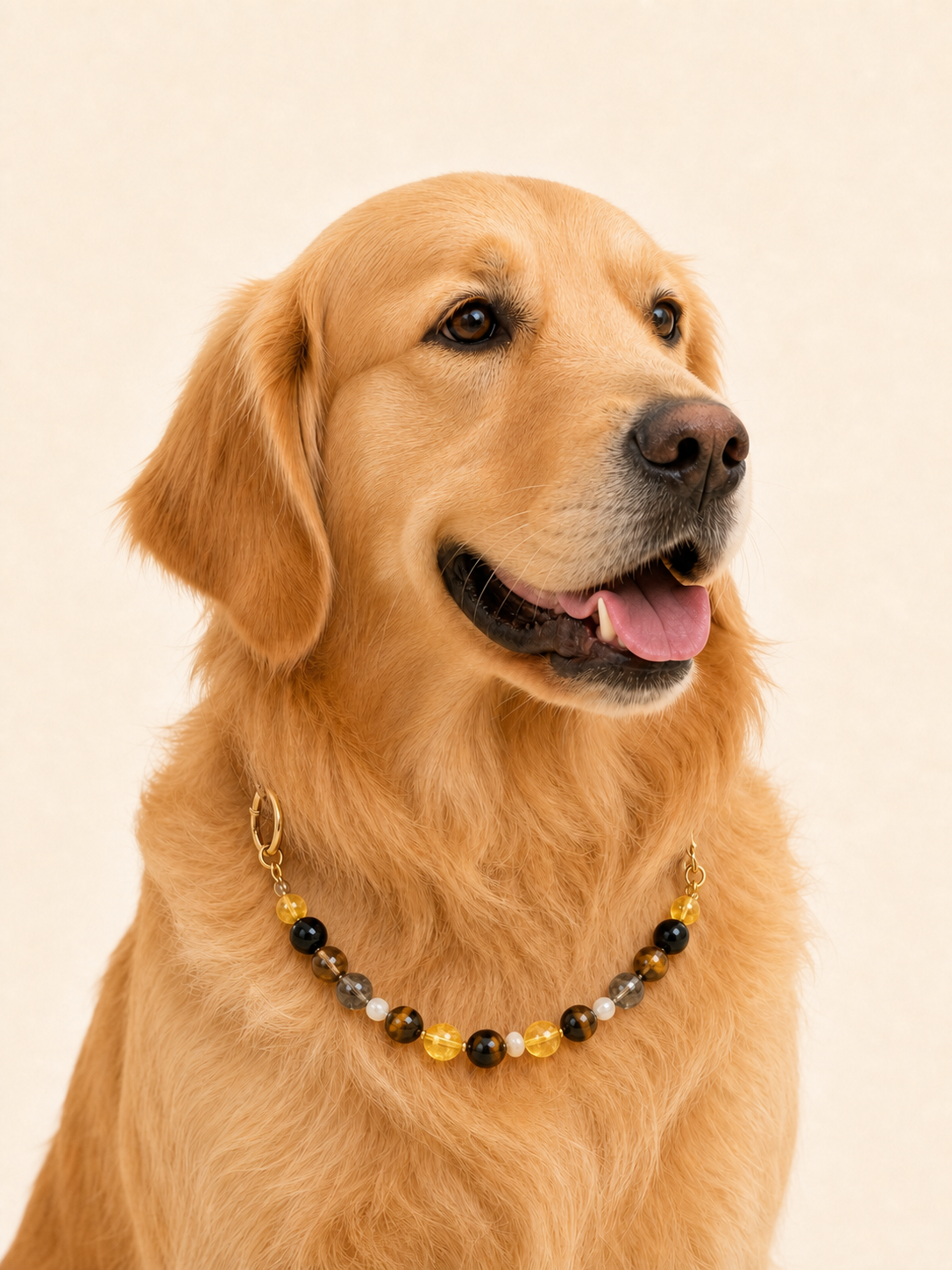 Golden retriever wearing PrismTail Tiger's Eye crystal collar – natural golden stone dog jewelry